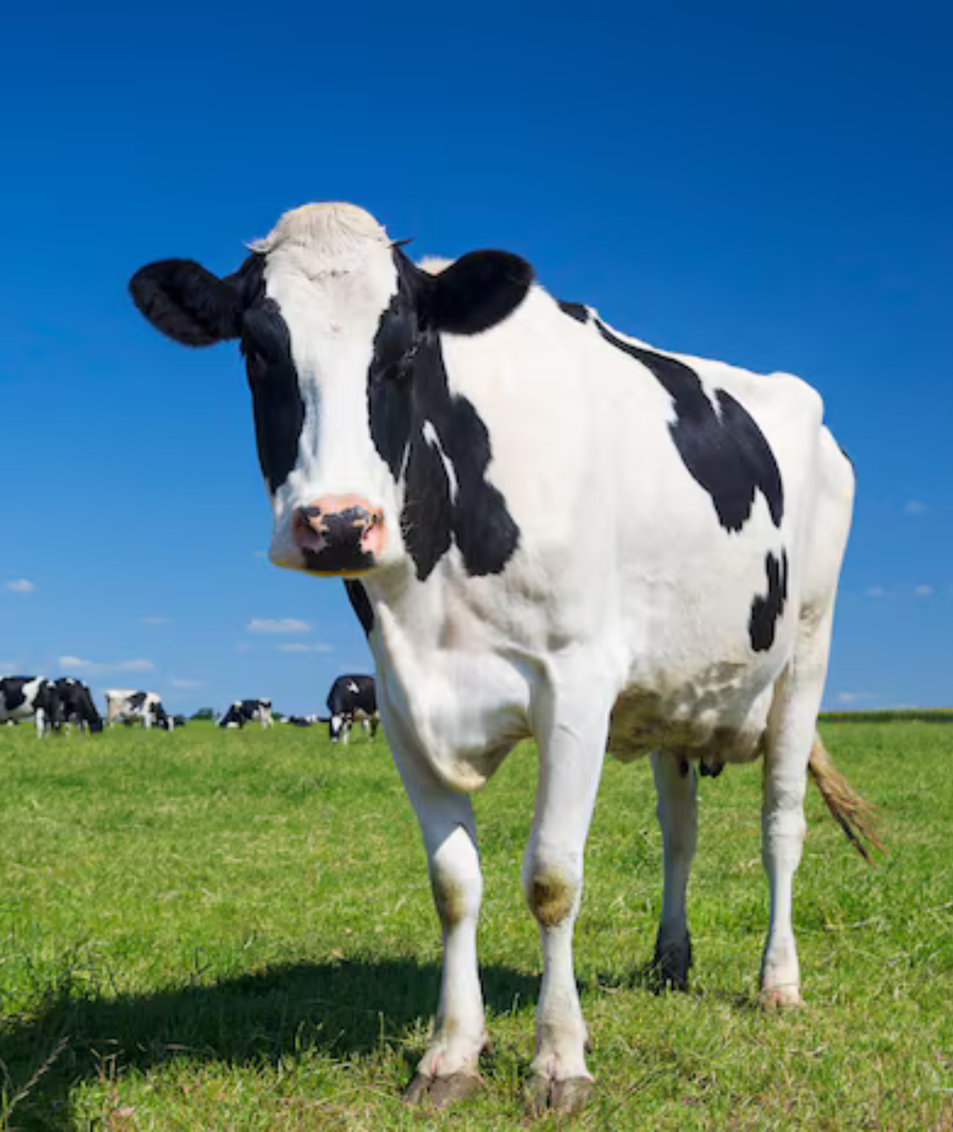 cow