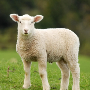 lamb