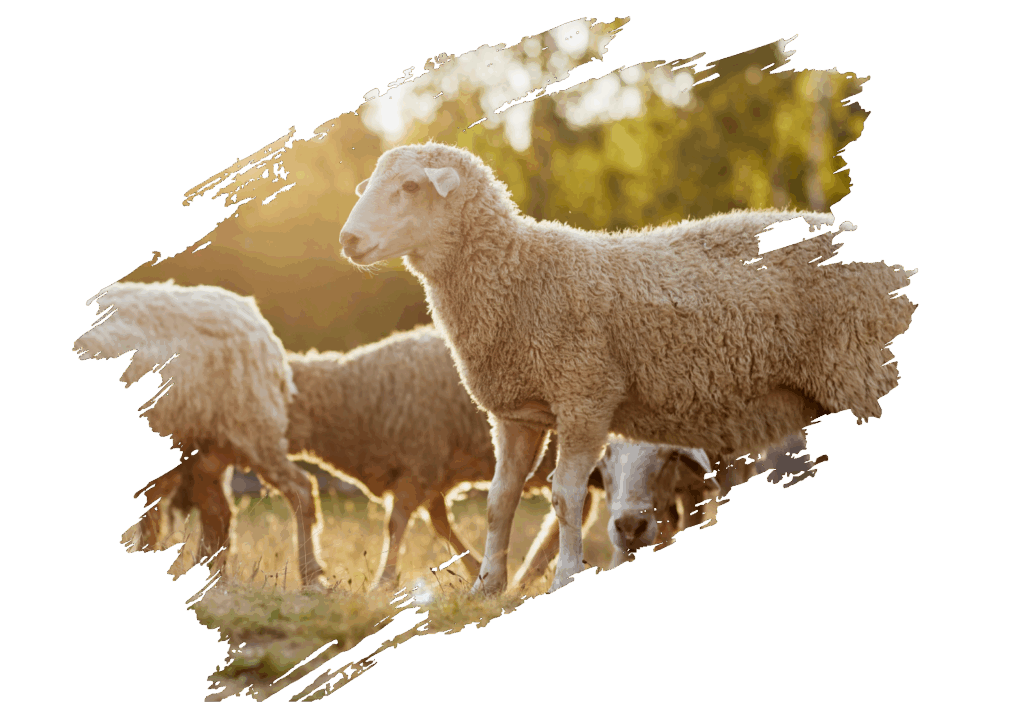 lamb image
