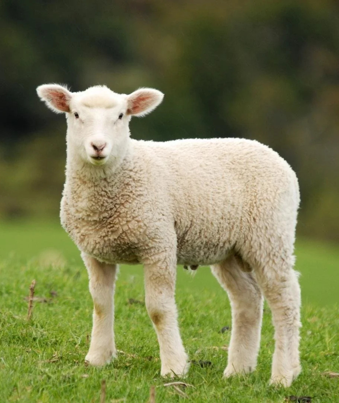 lamb