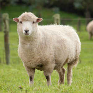 sheep