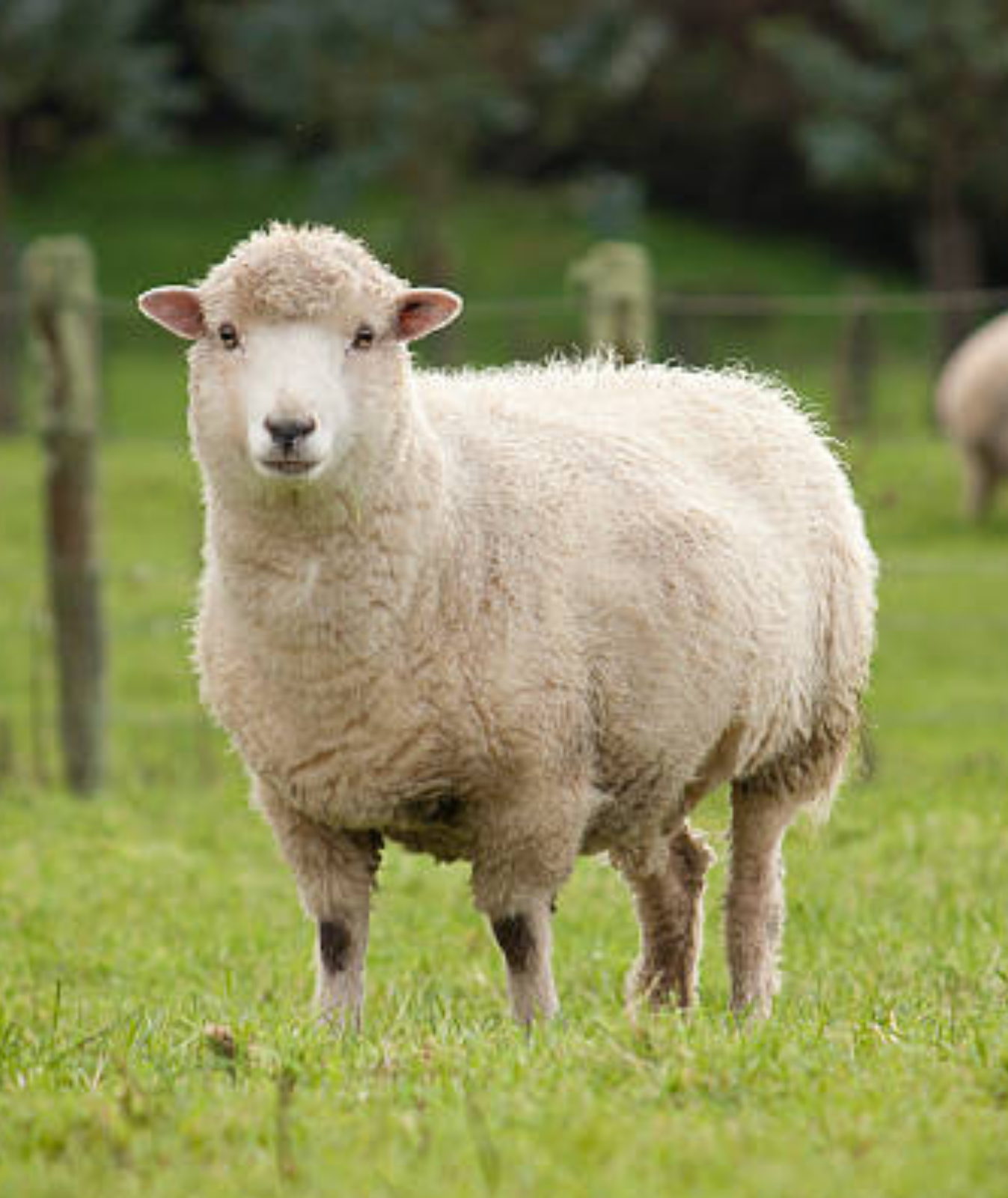 sheep